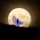 Dancing Butterfly