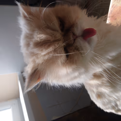 dangerous cat V3