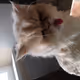 dangerous cat V3