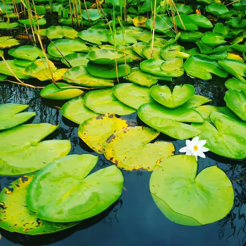 Danube Delta Romania