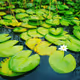 Danube Delta Romania