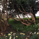 Dappled views - scenery of England