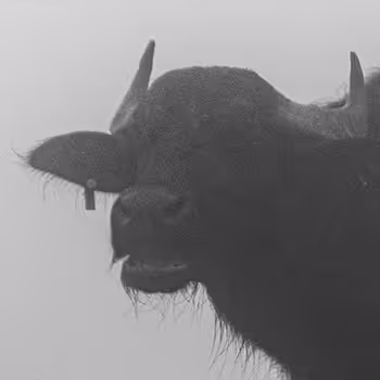Dark-Bulls