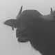 Dark-Bulls