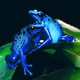 Dart Froggery