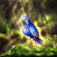 Daruma512-Bird-Collections