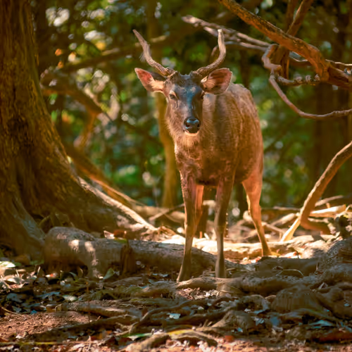 Daydreamer_Meta_Images