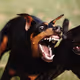 Distinguished Doberman Club