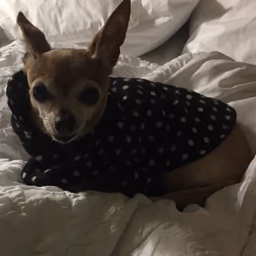 Dearhead Chihuahua - old