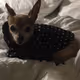 Dearhead Chihuahua - old