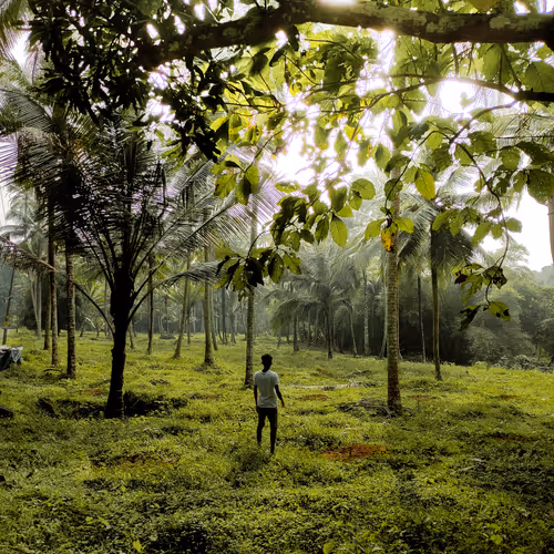 Decentralized Dravidian