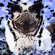 Deconstructed Cats - old