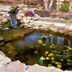 Decorative koi pond in a garden