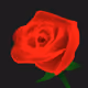 deep-beautiful-flowers
