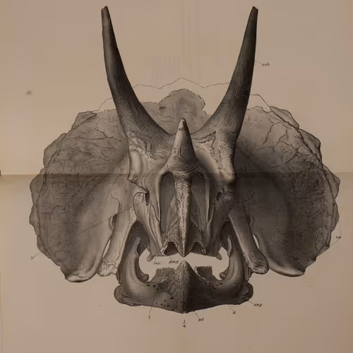 contours of deep evolution