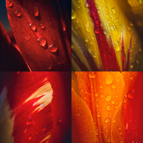 Delicate Cohesion - old