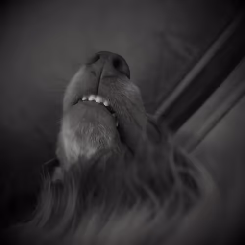 DemonicDog