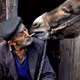 Animal Love and Devotion - old
