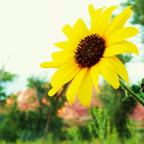 Desert Flowerz