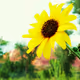 Desert Flowerz