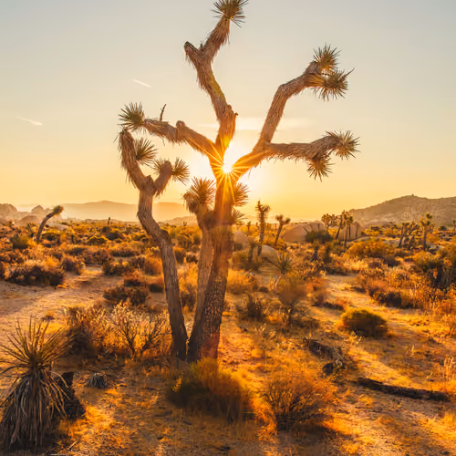 Desert of the West