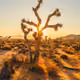 Desert of the West