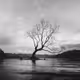 dessin arbre