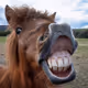Devil laugh 2