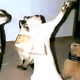 Devon Cats