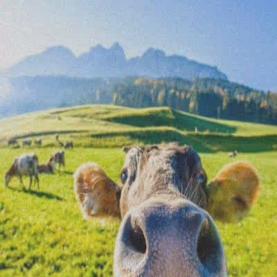 Diaries 