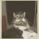 dicey GIFs