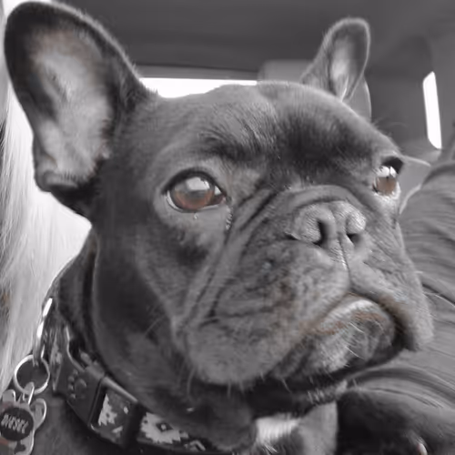 Diesel the French Bulldog
