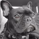 Diesel the French Bulldog