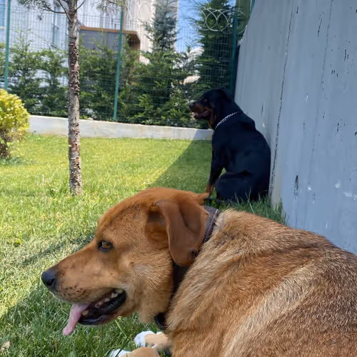 cancer treatment and surgery funds for my dog