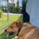 cancer treatment and surgery funds for my dog