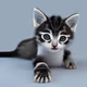 Digi_pets