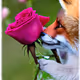 Digi-Wildlife