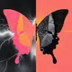 DigiButterfly Collection - old
