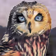 Animals Digital Drawing Art