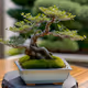Digital Bonsai Harmony: NFT Collection on MATIC