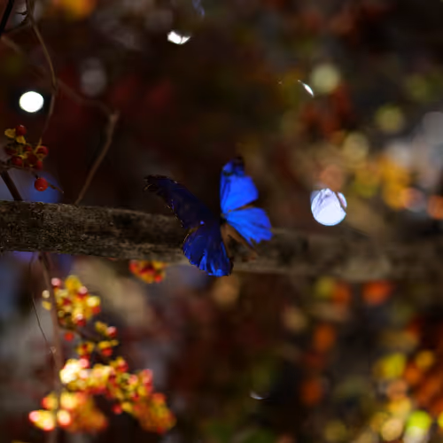 Digital Eternal Butterfly