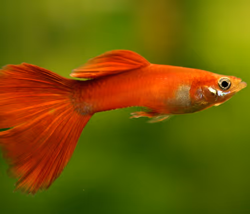 Digital Pet Fish