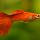 Digital Pet Fish