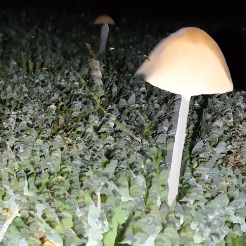 digital_shroom