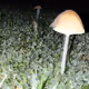 digital_shroom