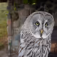 Digital wild animals
