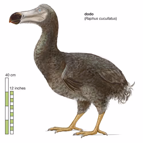 Digital Dodo
