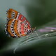 Digital Emergence
