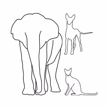 Digitigrade animals
