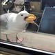 Dirty Birdies